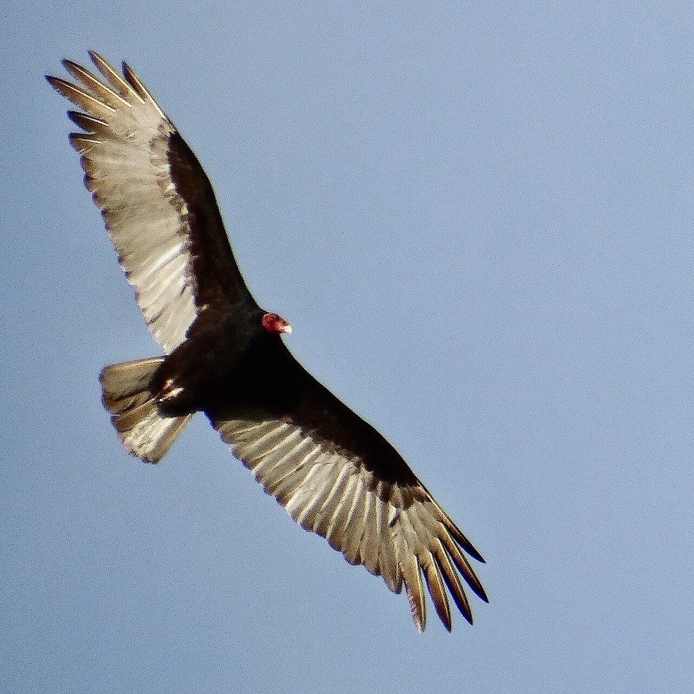 Turkey Vulture by Under the same moon is licensed under CC BY 2.0.